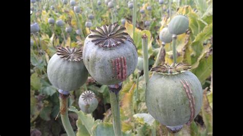 Opium Alchetron The Free Social Encyclopedia