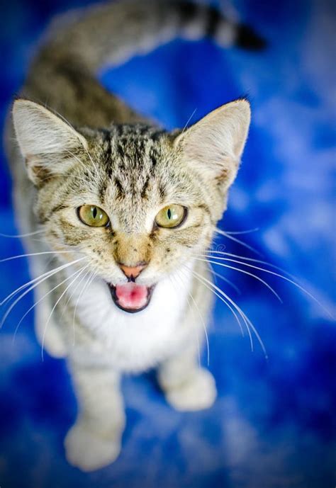 Tabby Kitten Meow Stock Photo Image Of Breed Collar 77567826
