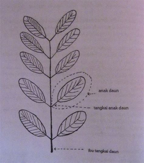 Gambar daun pintu paling bagus download now jual daun pintu utama 2. KLASIFIKASI TUMBUHAN BERBIJI: Jumlah anak daun dalam satu tangkai