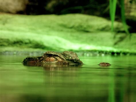 Green Crocodile Under Body Of Water · Free Stock Photo