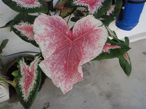Xing Fu Pink Heart Shaped Leaf