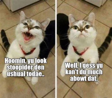 Silly Cats Cats And Kittens Funny Cat Memes Funny Cats Cheezburger
