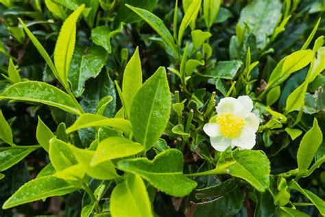 Where Does Tea Come From Complete Guide Camellia Sinensis Tea Crossing