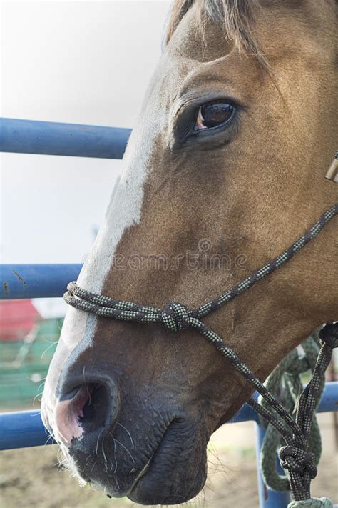 Side Profile Of Horse Stock Image Image Of Outside