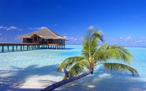 maldives resort beach palm trees sand birds bungalow walkway vacations sea tropical nature