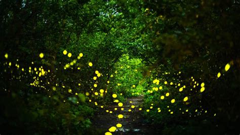 Homegrown Discover The Secret Science Of Fireflies Youtube