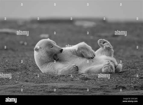 Playful Polar Bear Ursus Maritimus In The Arctic Circle Of Kaktovik