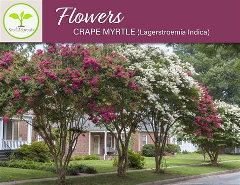 50 Crape Myrtle Mix Seeds Lagerstroemia Indica Tree Etsy