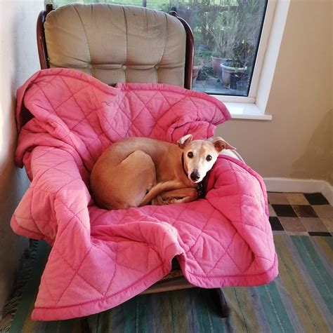 Ty Bark - dog day care / residential boarding | Pencader