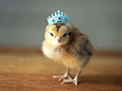 40 Cute And Funny Chicken Pictures That Will Make Your Day Tail And Fur