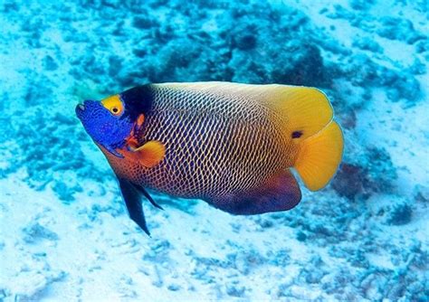 Blueface Angelfish In The Deep Blue Tropical Fish