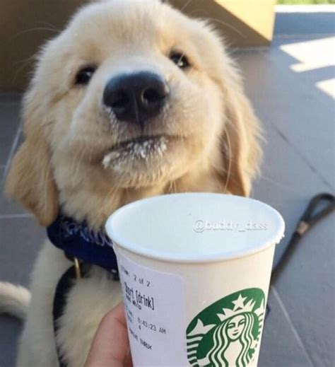 Starbucks Puppy Tumblr