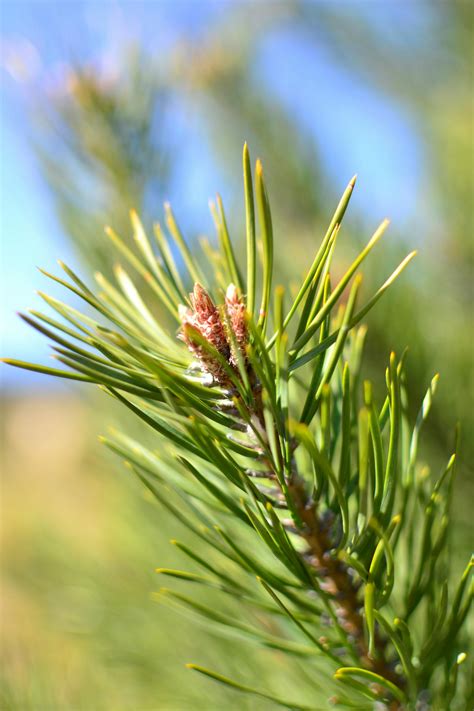 Green Pine Leaves · Free Stock Photo