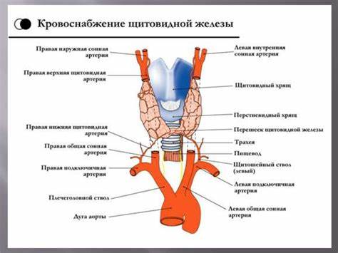 Диета заболевания щитовидной железы Заболевания щитовидной железы - презентация онлайн Заболевания щитовидной железы - презентация онлайн Диета заболевания щитовидной железы