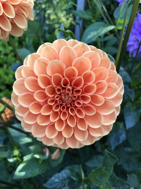 Beautiful Dahlia In My Dads Garden The Symmetry Is So Satisfying