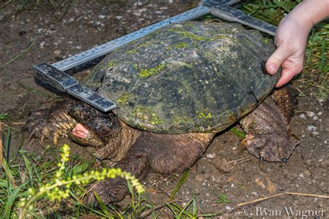 Field Life To Sex A Snapping Turtle