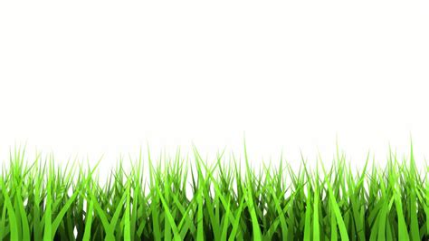 We hope you enjoy our growing collection of hd images to use as a background or home screen for your smartphone or computer. Green Grass On White Background. Matte Channel.: Royalty ...