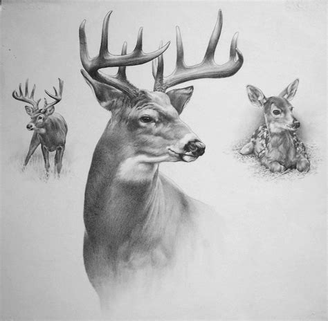 Pin By Sashika Putilova On Всякое In 2018 Wildlife Art Drawings Art