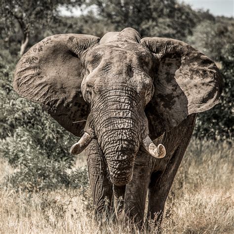 An African Bull Elephant With Big Tusks Facing Camera In Photograph Art