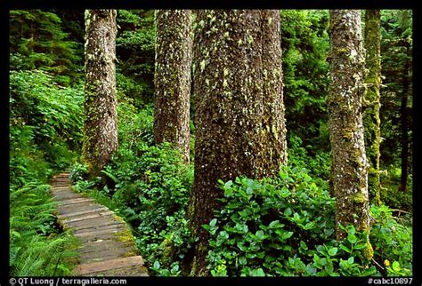 Picturephoto Boardwalk And Trees In Rain Forest Pacific Rim National
