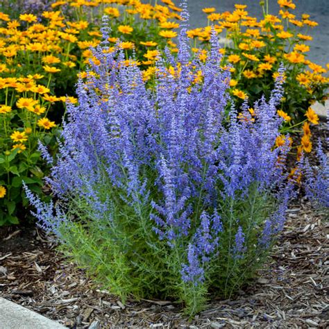 Extremely Drought Tolerant Perennials Perennial Resource Shade