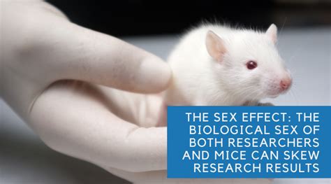 The Sex Effect The Biological Sex Of Both Researchers And Mice Can Skew Research Results