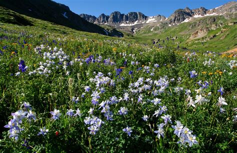 Silverton Co American Basin Wildflowers Photo Picture Image