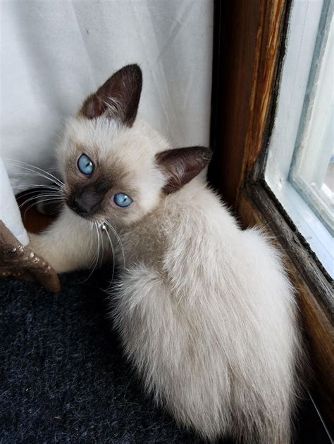 I Recently Adopted A Snowshoe Siamese Kitten Hes Got Bright Blue Eyes