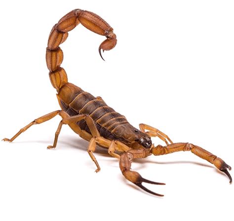 We provide pest control services in tyler, tx and the surrounding areas. Exterminator | Insect Extermination | Rodent and Pest ...