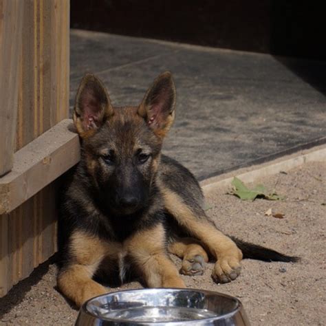 The environment for the alsatian region of germany provided this breed with primary food sources of beef, wheat, and leafy greens like cabbage and alfalfa. The Best Food for a German Shepherd Puppy to Gain Weight ...
