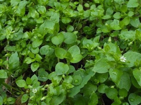 Listing of edible flowers that are free and nutritious food. Foraging for wild food and medicinal plants - Chickweed ...