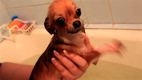 Very Funny Swimming Chihuahua Dog Youtube