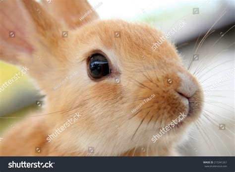 Cute Brown Baby Rabbit Stock Photo 215341261 Shutterstock