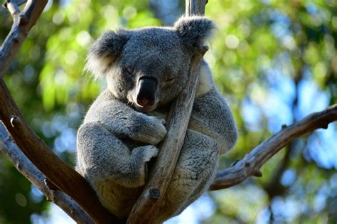 Cute Koala Sleeping Small Free Photo On Pixabay Pixabay