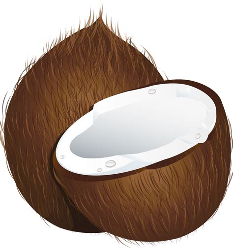 Coconut Png Image For Free Download