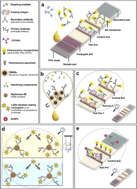 A Schematic Drawings Of Lateral Flow Immunoassay Base Vrogue Co