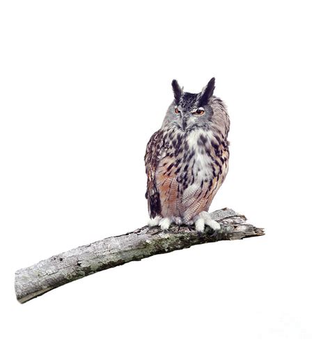 Great Horned Owl Perched On A Branch Photograph By Svetlana Foote
