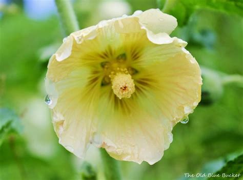 The Old Blue Bucket My Yellow Hollyhocks After The Rain Hollyhock