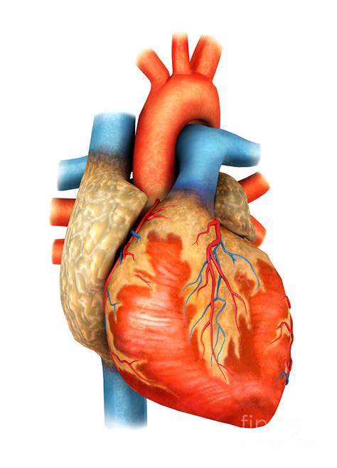 Human body front and back coloring pages to color, print and download for free along with bunch of favorite human body coloring page for kids. Front View Of Human Heart Digital Art by Stocktrek Images