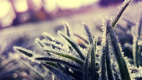Wallpaper Grass Frost Ice Close Up Hd Picture Image