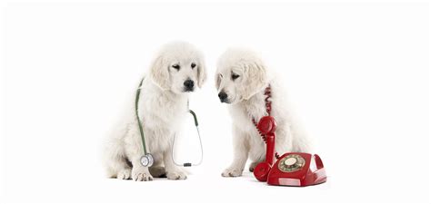 Welcome to meridian animal clinic. Contact Us - Meridian Veterinary Clinic