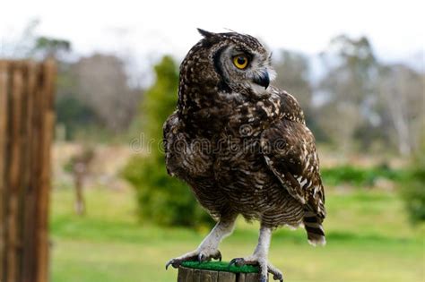 Spotted Eagle Owl Stock Photo Image Of Brown Faced 128298564