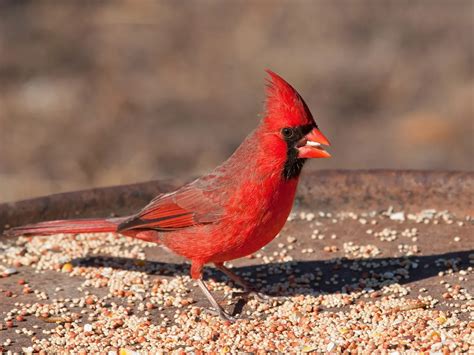 What Is The State Bird Of North Carolina And Why Birdfact