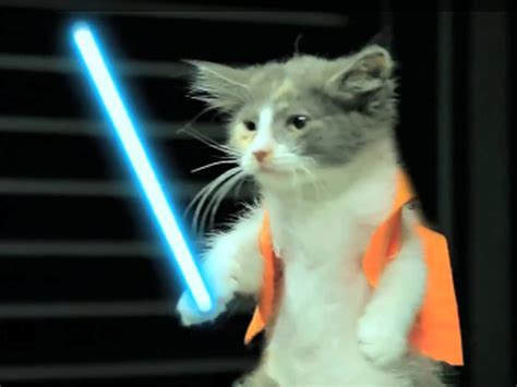 Jedi Kittens Strike Back Revenge Is A Dish Best Served Adorable Cbs News