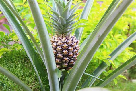 Growing Pineapple From Cuttings Tops At Home Gardening Tips