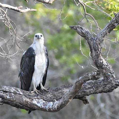 Kumana National Park Kumana Bird Sanctuary Mahoora