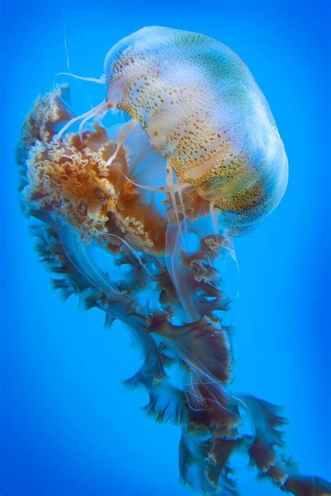 Giant Black Jellyfish 02 28 13 Ocean Creatures Sea