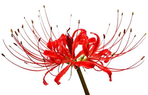 Spider Lily Red Spider Lily Lily Tattoo Flower Art