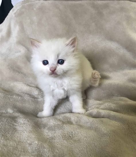 Ragdoll Kittens Available For Sale Now