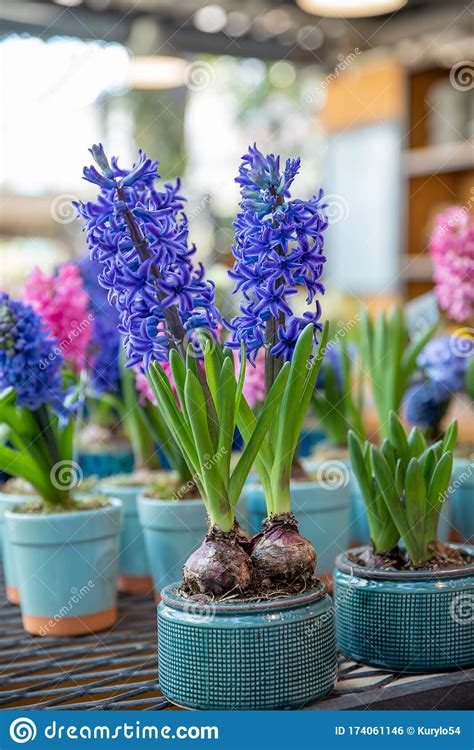 Flowering Hyacinthus Orientalis King Of The Blues In Pots At The Garden